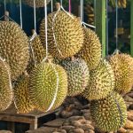 tips bila membeli durian